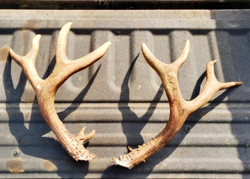 OSP seeks info on illegal buck deer taking near Sisters KTVZ