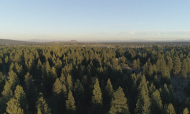 Central Oregon forest