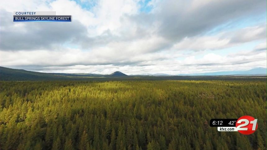 Bull Springs Skyline Forest