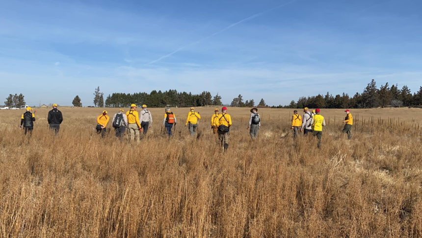 DCSO SAR grid search of field