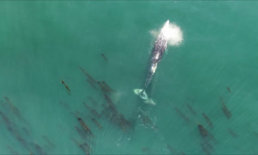 Gray whales