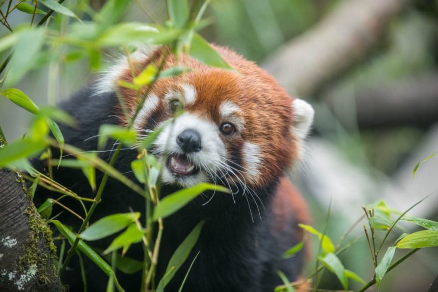 Red panda Moshu