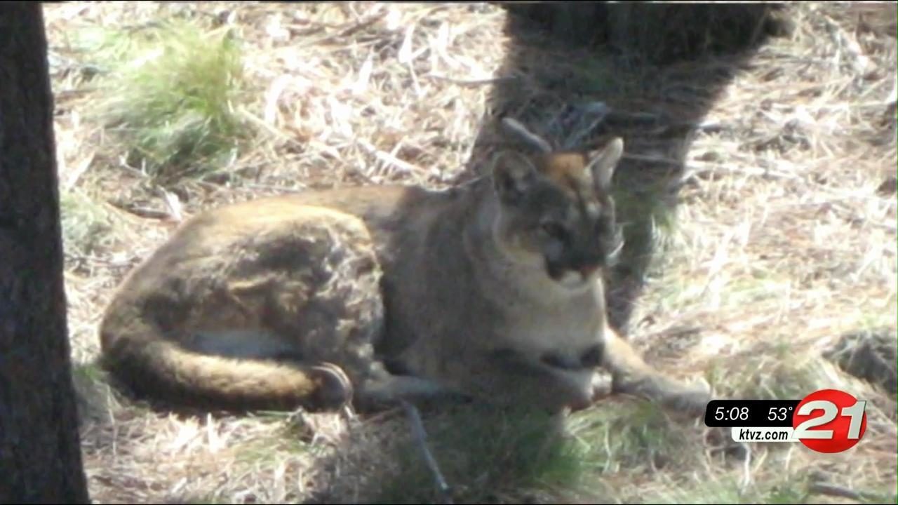 Deschutes River Woods resident reports cougar sighting; deputies watch it leave neighborhood