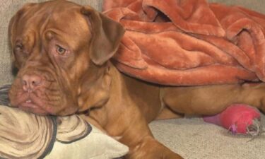 Police say they received a report of a dog that was possibly shot with a pellet gun on March 1.