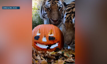 Oregon Zoo Amur tigers get into the spooky season spirit
