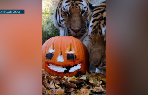 Oregon Zoo Amur tigers get into the spooky season spirit