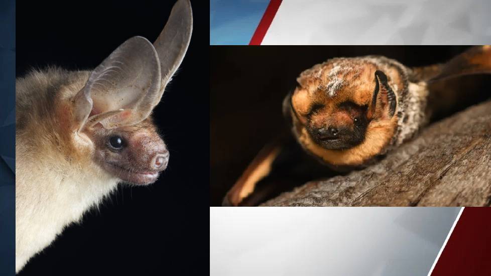 BLM's Bat Beauty Contest features Oregon contested Ryan GOSwing (L) ; Hoary Potter (R) is previous winner.