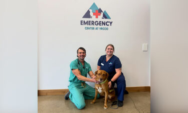 BrightSide Animal Center pets receive free microchips thanks to community partnership