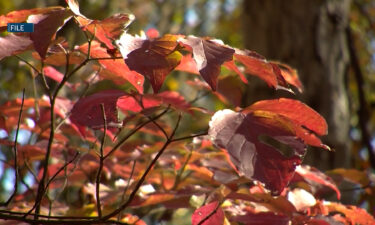 Bend officials urge leaf clearing to prevent local flooding