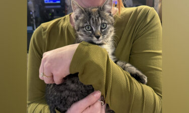 Pet Pals: Marigold the sweet kitten is looking for her forever family