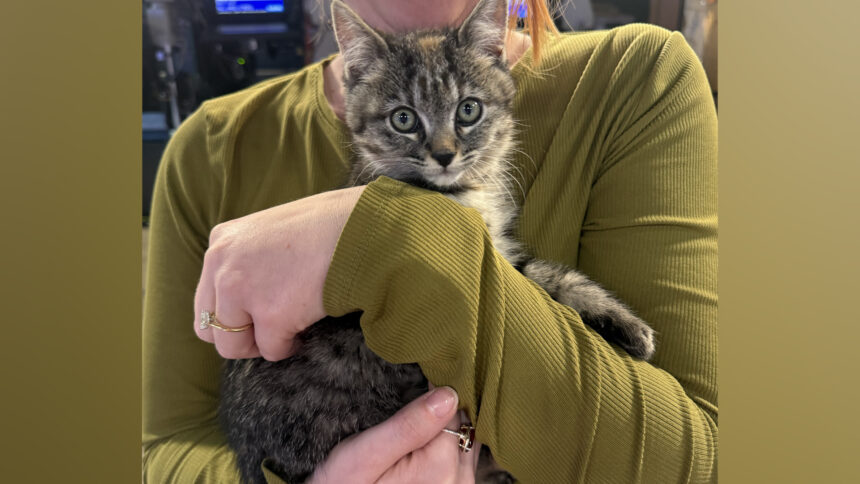 Pet Pals: Marigold the sweet kitten is looking for her forever family