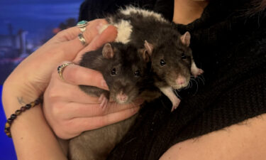 Pet Pals: Cute and cuddly rat brothers featured for Halloween week