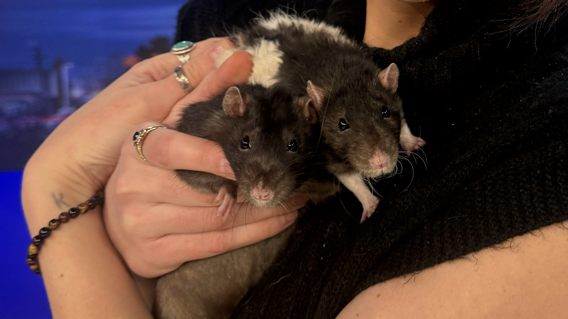 Pet Pals: Meet Peter and CJ, two friendly rats looking for a home