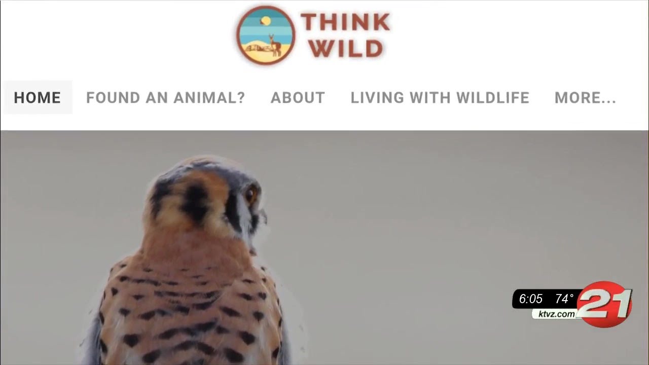 youtube placeholder image