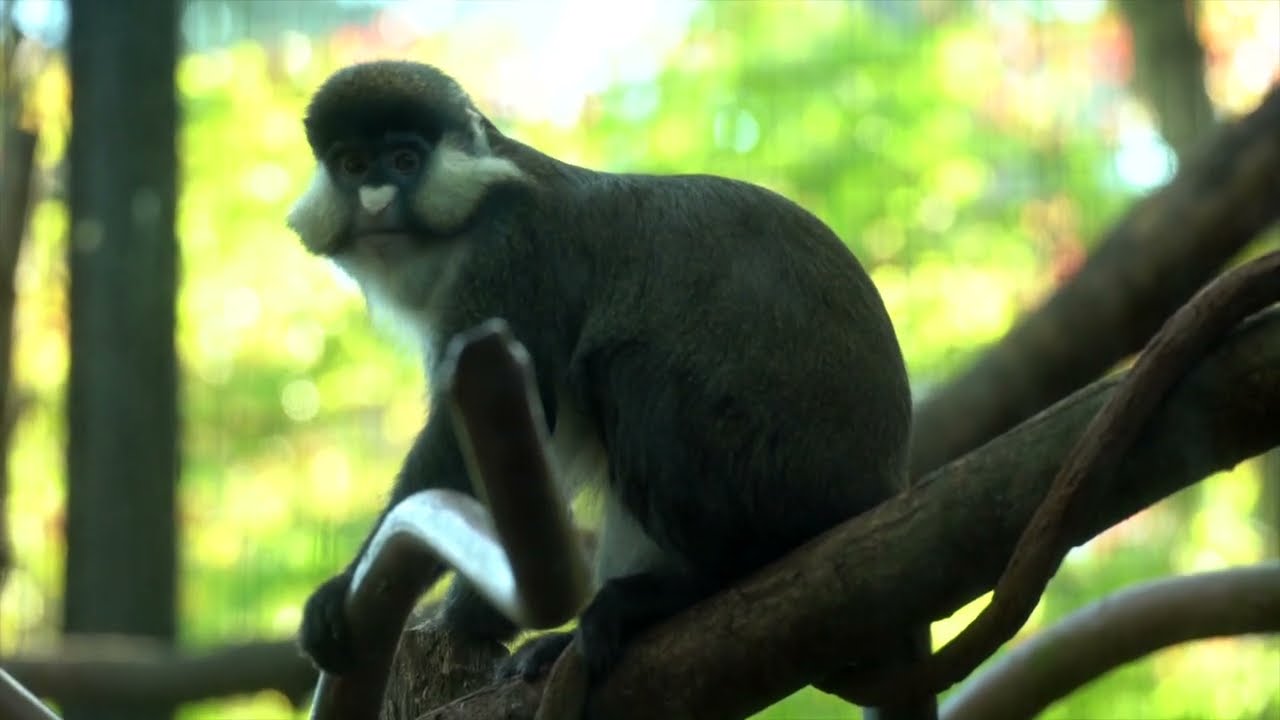 youtube placeholder image