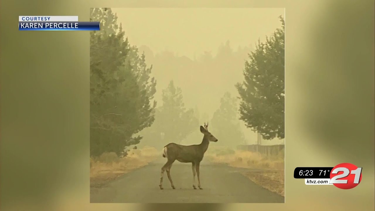 youtube placeholder image