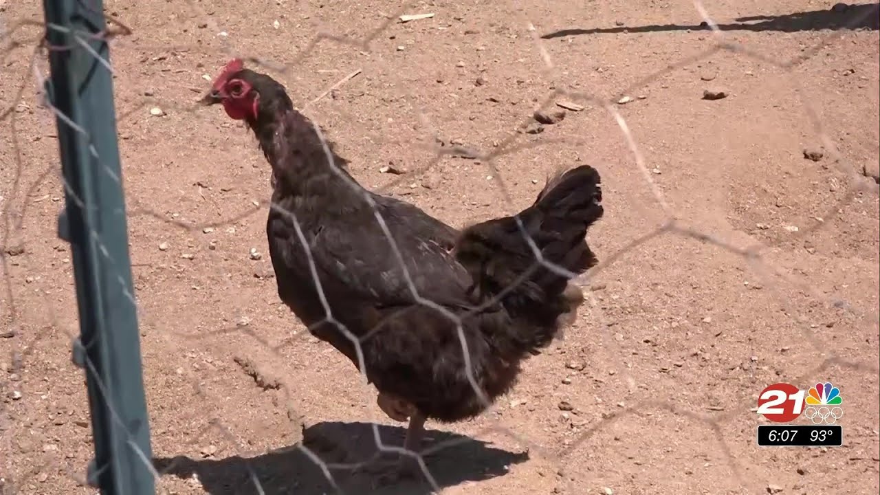 youtube placeholder image