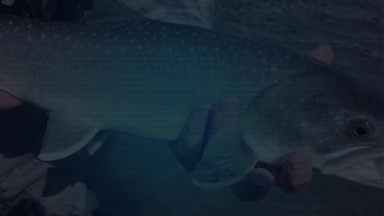 youtube placeholder image