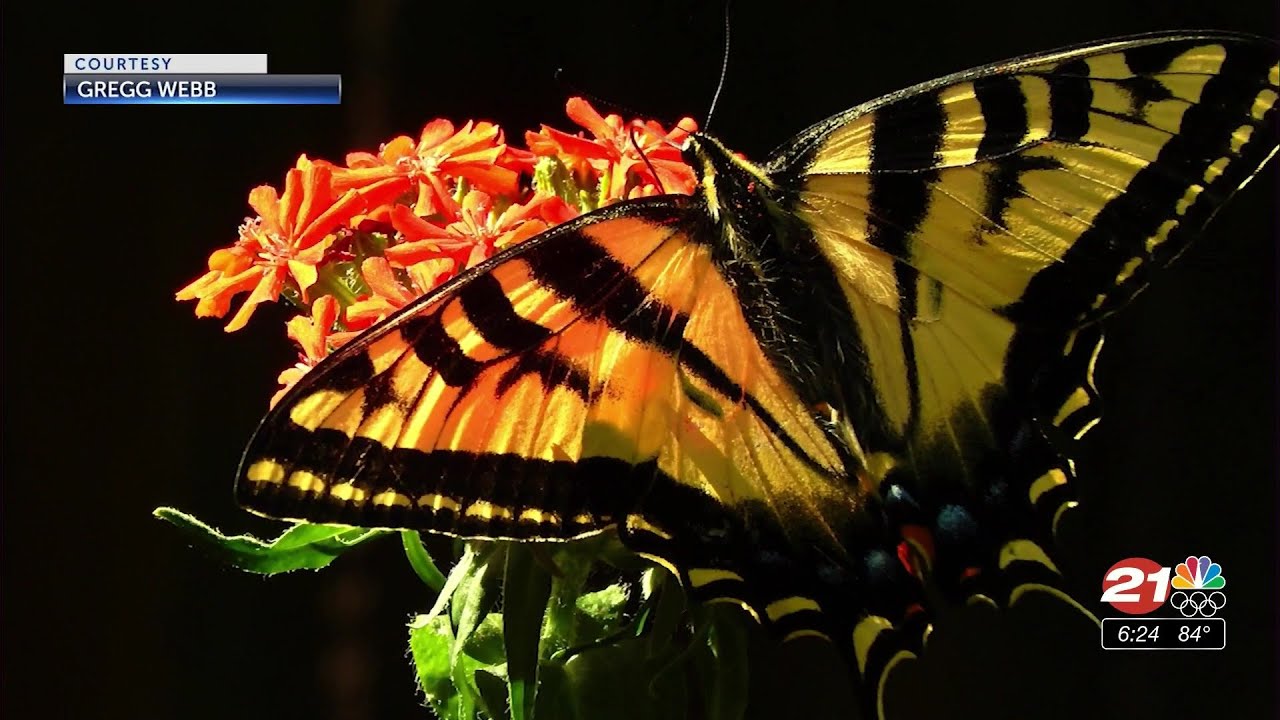 youtube placeholder image