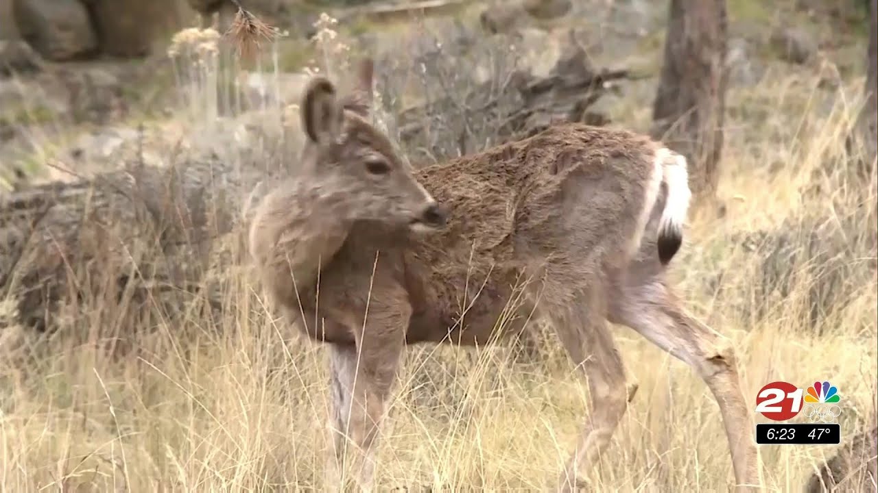 youtube placeholder image