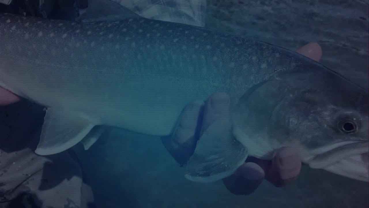 youtube placeholder image
