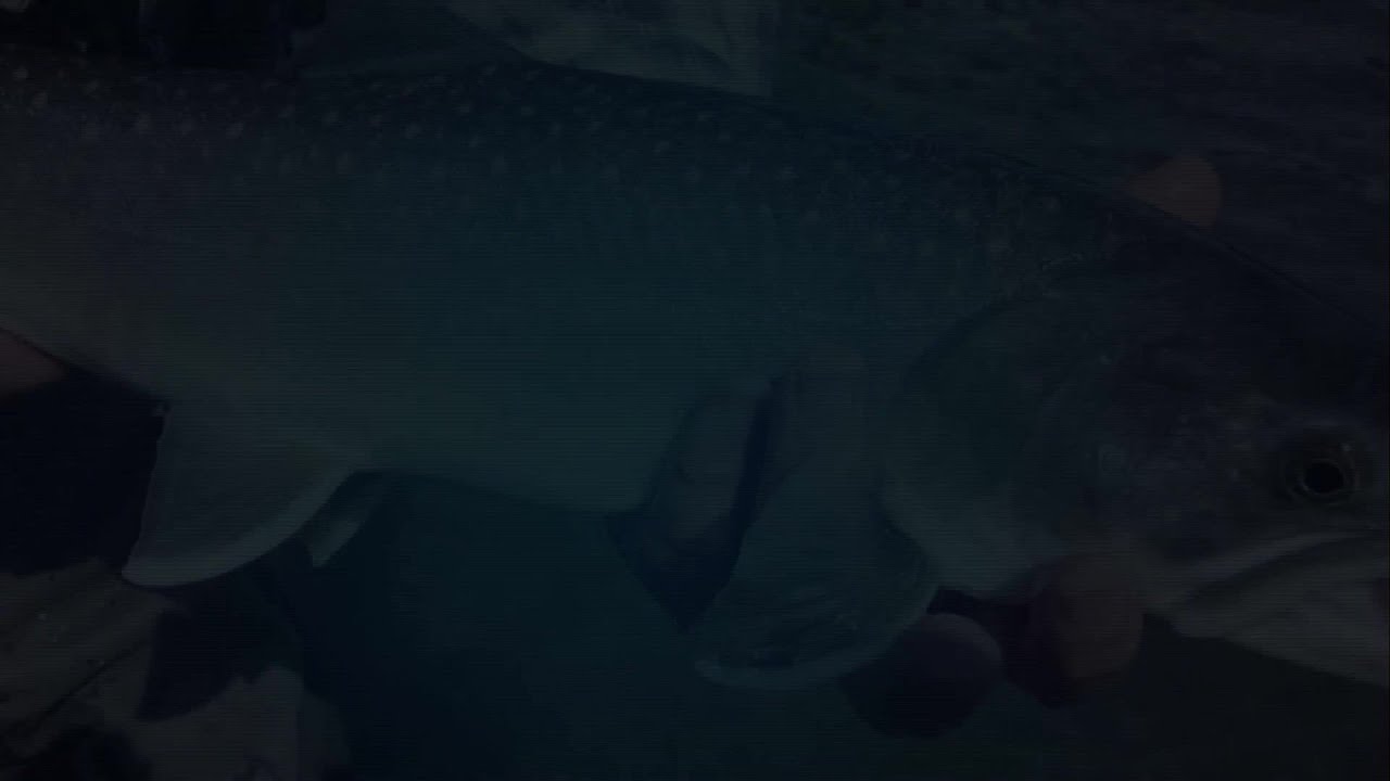 youtube placeholder image
