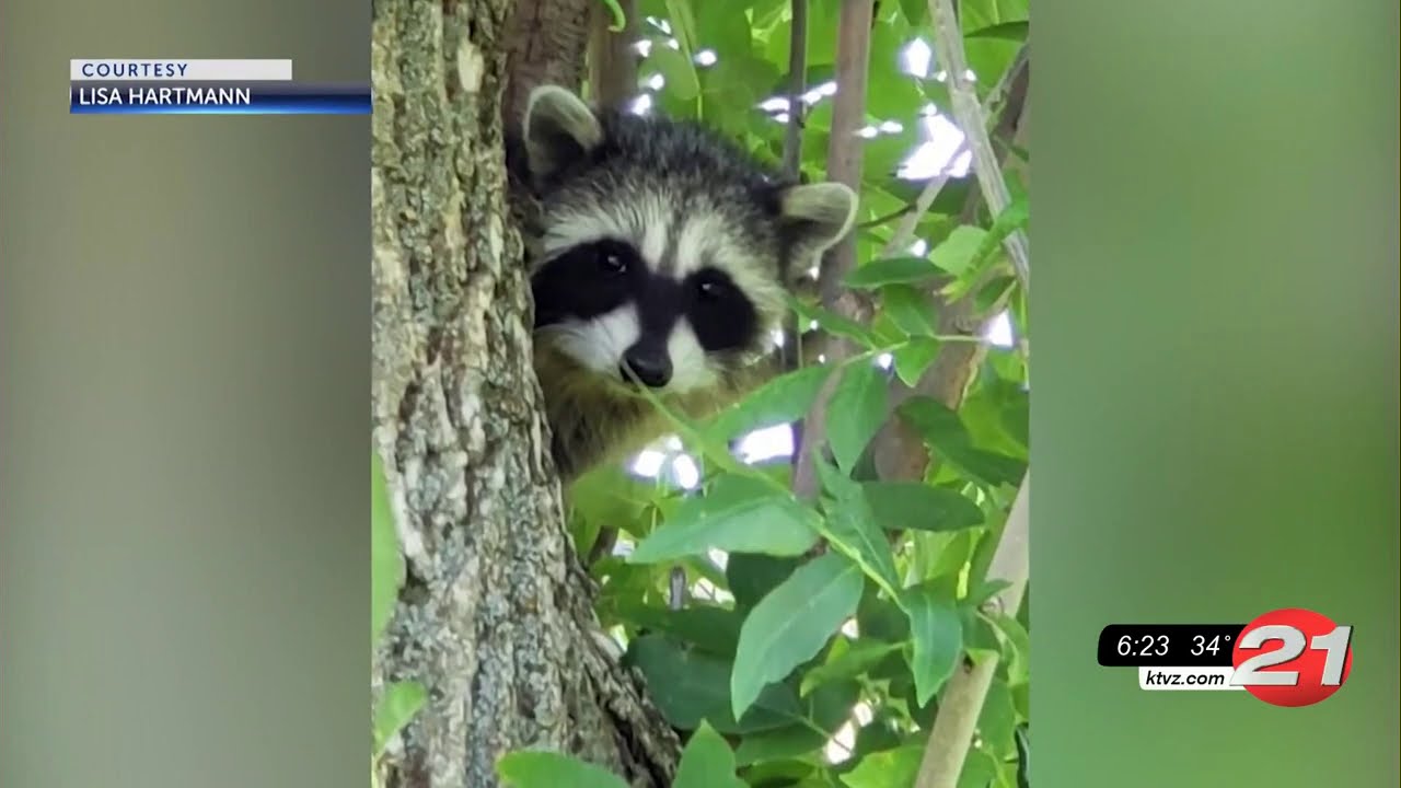 youtube placeholder image