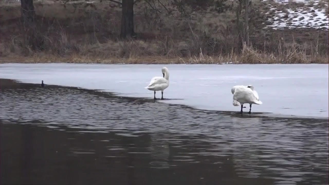 youtube placeholder image