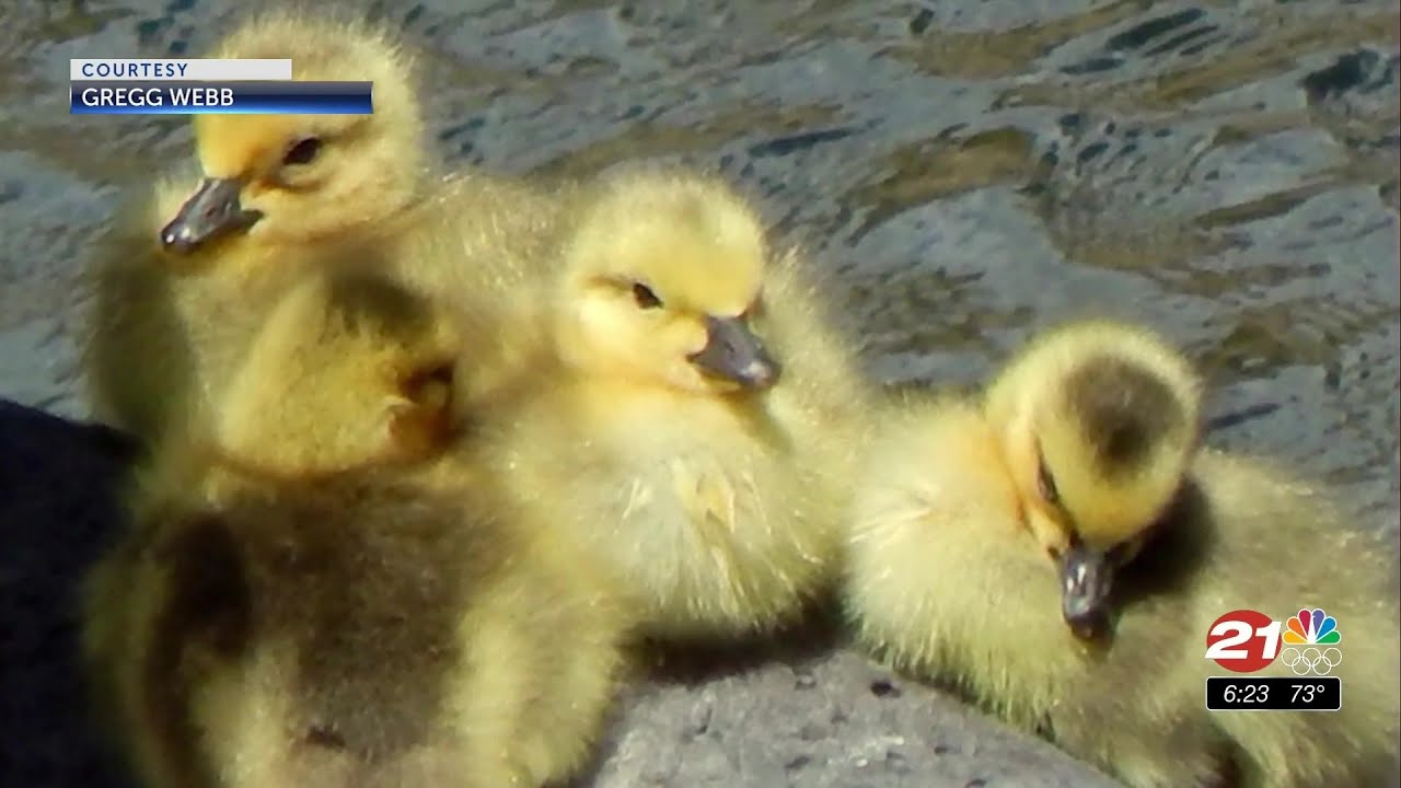 youtube placeholder image